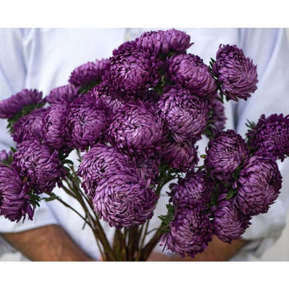 100 PCS Double Purple China Aster Seeds