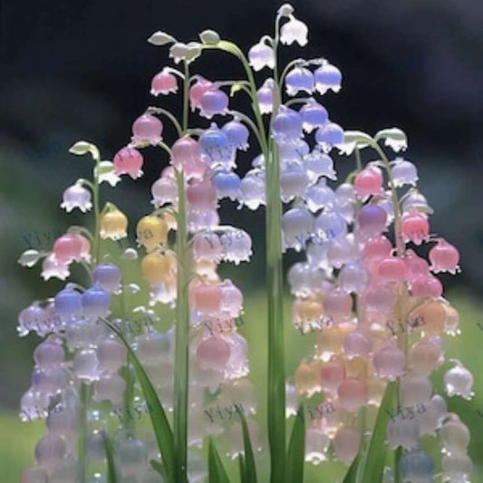seeds Gift 500Pcs 20 Canterbury bells flower fall growers garden flower seeds for spring summer fall gmo colorful fast growing