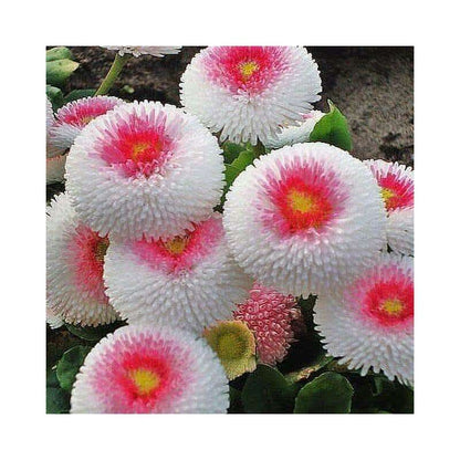 100 PCS Premium Daisy Seeds - Bringing Vibrant Colors to Your Garden