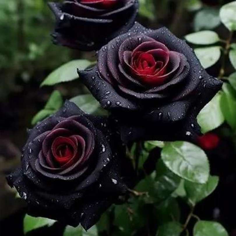 Gothic Beauty - 100 Pcs Black Rose Seeds