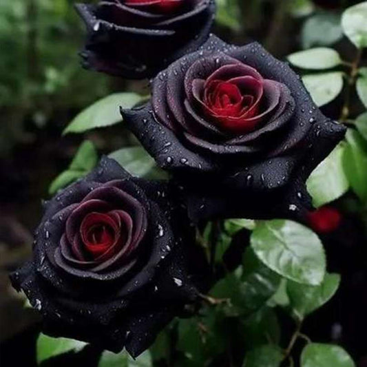 Gothic Beauty - 100 Pcs Black Rose Seeds