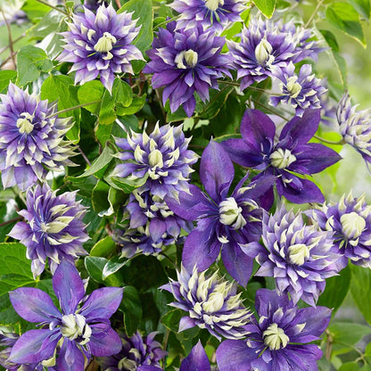 100 Pcs Clematis Seeds Double Dark Purple for Planting Exotic Eye Appeal Heirloom