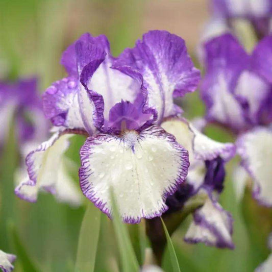 100 Pcs Exquisite Iris Flower Seeds - Grow Stunning Blooms in Your Garden