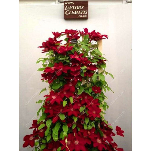 Heirloom Clematis Climbing Seeds, 50+ Non-gmo Flower Seeds for Creating Beautiful Diy Home Gardens