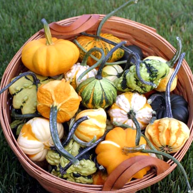 Decorative Gourd Seeds