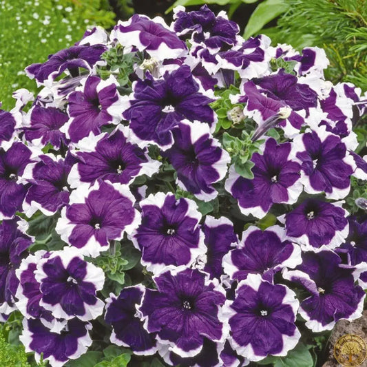1000PCS Blue And White Petunia Seeds