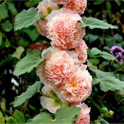 100 PCS Premium Hollyhock Seeds Collection (Alcea rosea)