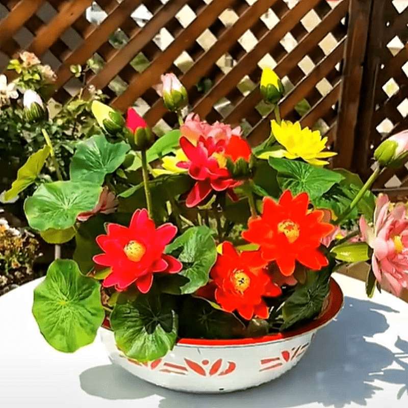 30 Bowl Lotus Flower seeds Water Lily Home Garden Plants