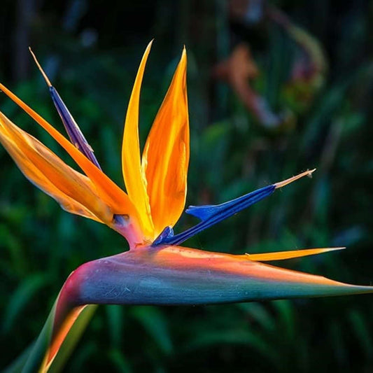 100 PCS Stunning Orange Strelitzia Reginae (Bird of Paradise) Flower Seeds - Bringing Tropical Elegance to Your Garden