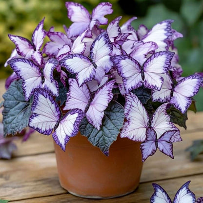 100 PCS Mesmerizing Butterfly Orchid Seeds