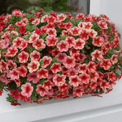 1000PCS Mixcolor Petunia Seeds for Planting Home Garden