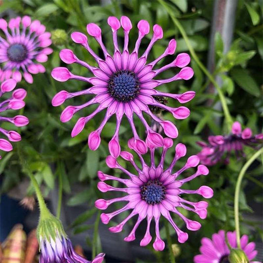 100 PCS Dazzling Imported Jamesonii Bolus Gerbera Seeds - New Variety for Your Garden