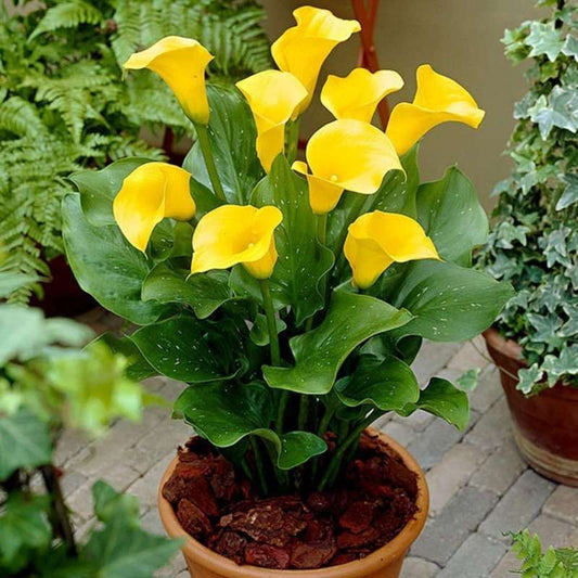 100 PCS mixed Premium Calla Lily Collection