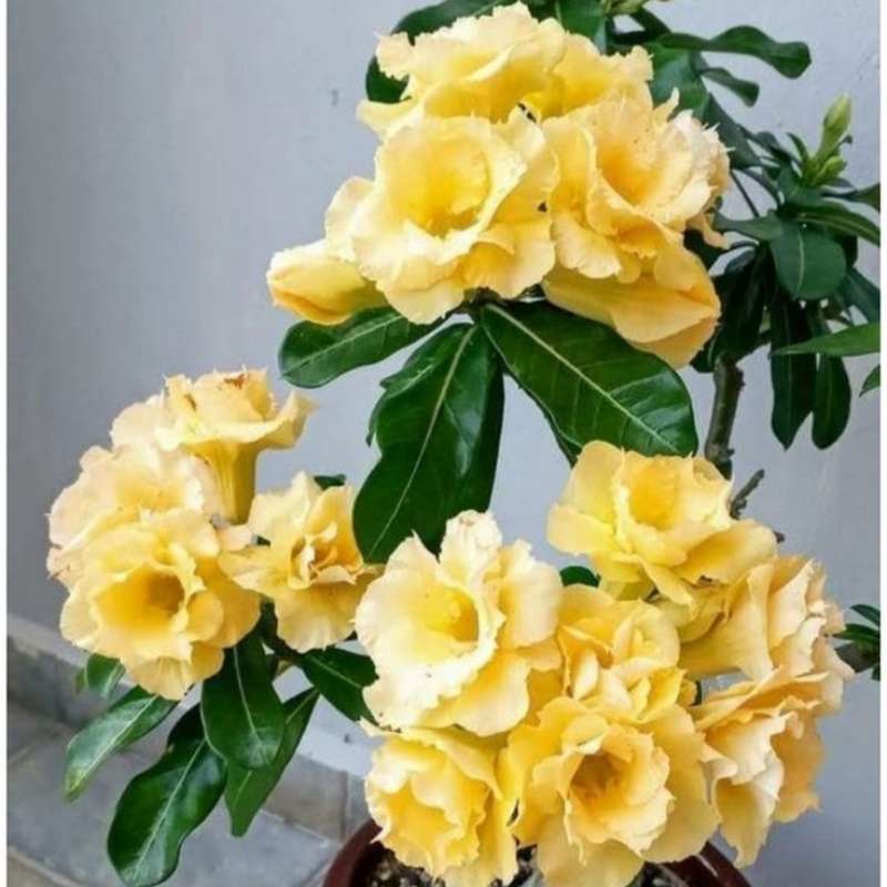 100 PCS Yellow Double Desert Rose Seeds
