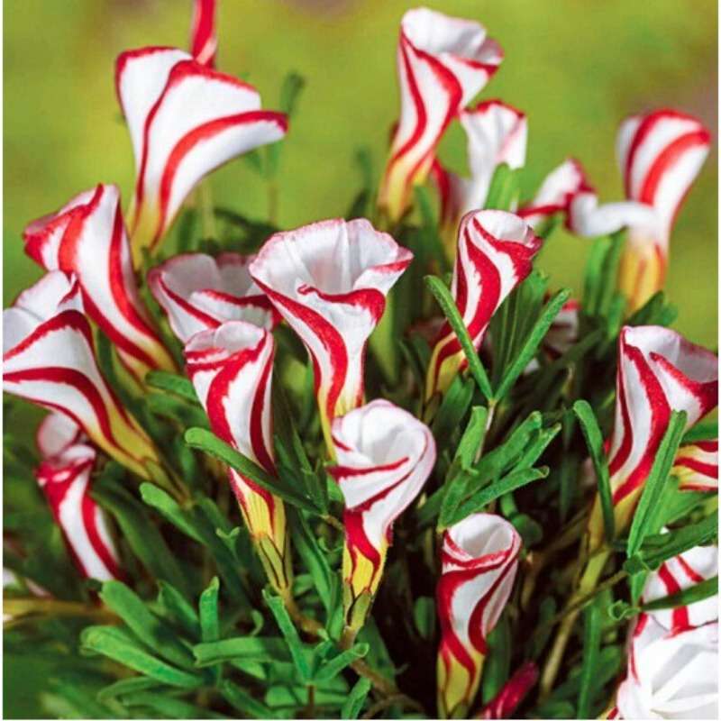 100 PCS Exotic Purple Shamrock Seeds (Oxalis triangularis)