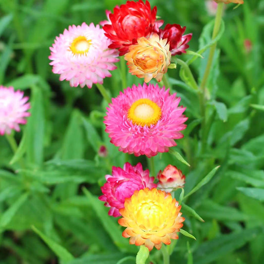 100 PCS Mixed Colorful Strawflower Seeds - Bring Vibrant Hues to Your Garden