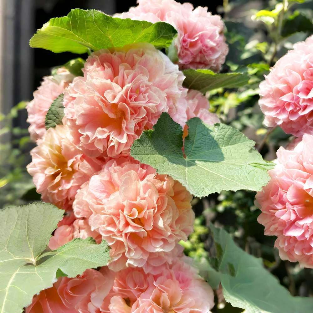 100 PCS Exquisite Mixed Double Hollyhock (Alcea Rosea) Flower Seeds - Ideal for Your American Garden