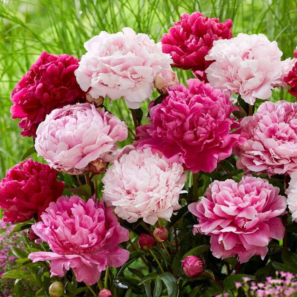 10 PCS Premium Double Peony Flower Seeds