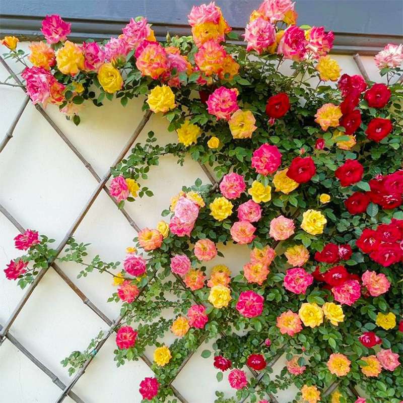 200+ Climbing Rose Mix Seeds - Gorgeous Blossoms for Trellises and Fences