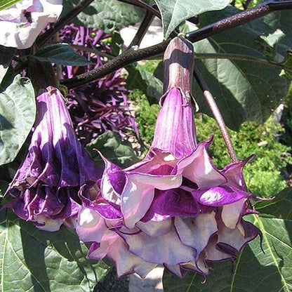 Datura, planting garden decoration outdoor flowers, plants, fruits and vegetables planting suitable for plant lovers as a gift from nature