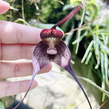 200pcs Mixed Monkey Orchid Seeds for Planting -Exotic Monkey Orchid Flowers Seeds - Perennial Flowers Seeds - Outdoor Garden Orchid Plants Grow Easily