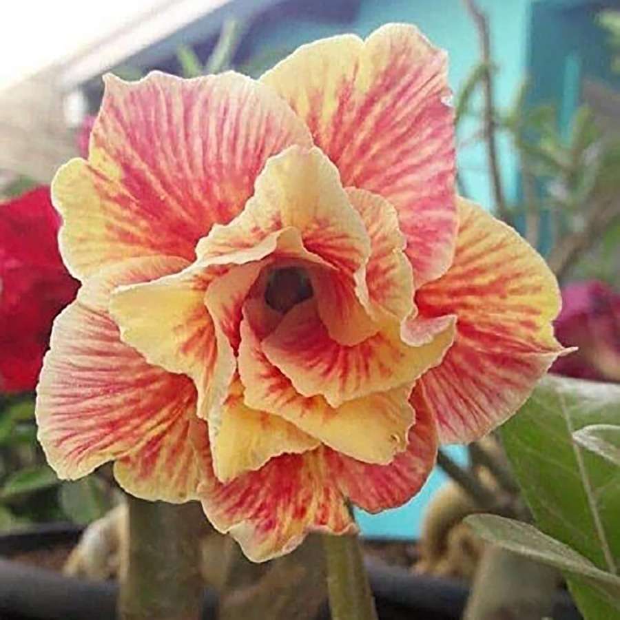 100 PCS Desert Rose Double Bloom Seeds - Grow Your Own Exotic Masterpiece