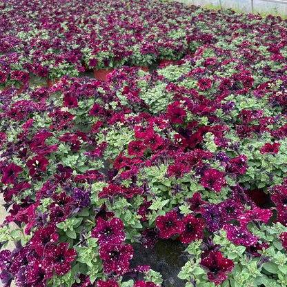 100 PCS Vibrant Fuchsia & White Spotted Dwarf Petunia Seeds - Compact, Colorful, and Perfect for Your Garden