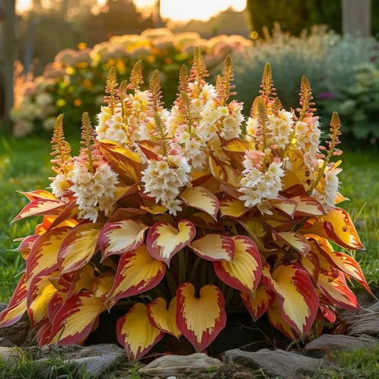 100PCS Mixed Hosta Jardin Perennials Seeds