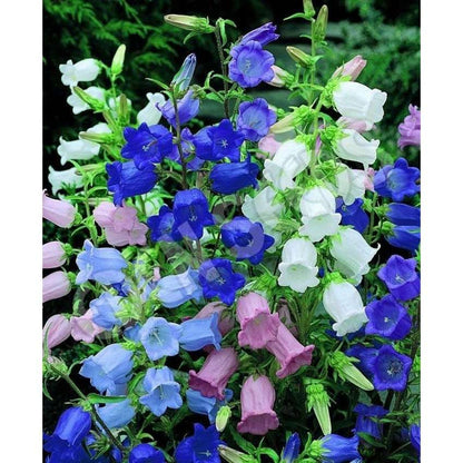 seeds Gift 500Pcs 20 Canterbury bells flower fall growers garden flower seeds for spring summer fall gmo colorful fast growing