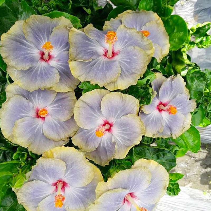 100 PCS Vibrant Pink Hibiscus Seeds, Bringing Tropical Charm to Your Garden