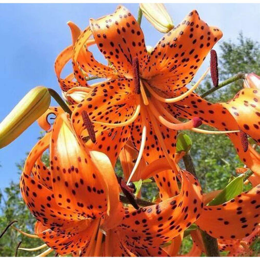 100 PCS Tiger Lily Seeds - Brilliantly Bold Beauty for Your Garden
