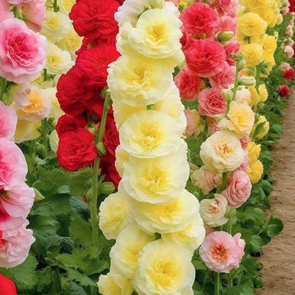 100 PCS Bacopa Hollyhock Seeds Perennial Flower Garden Seed Flowers Seed Flower