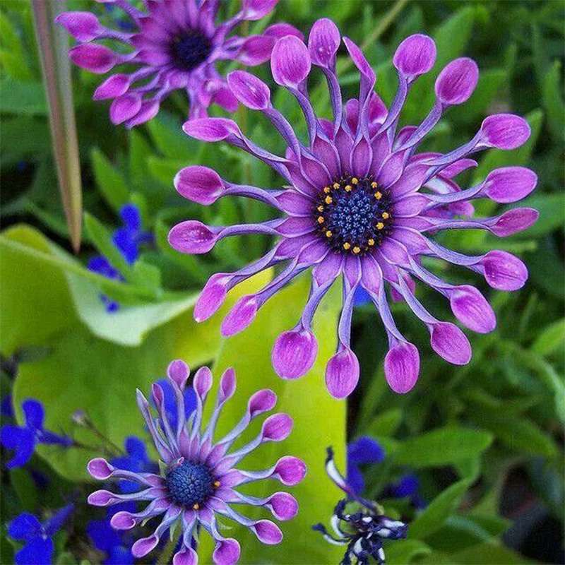 100 PCS Dazzling Imported Jamesonii Bolus Gerbera Seeds - New Variety for Your Garden