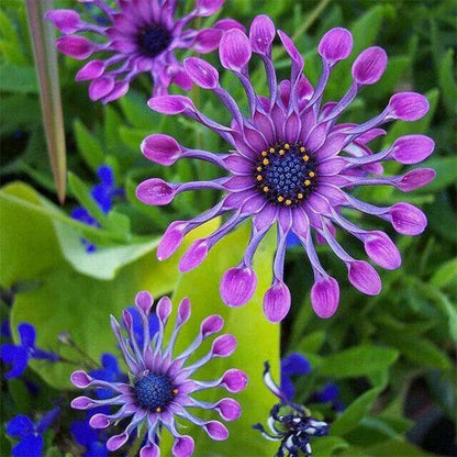 100 PCS Dazzling Imported Jamesonii Bolus Gerbera Seeds - New Variety for Your Garden