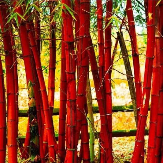 100 PCS Golden Bamboo Seeds