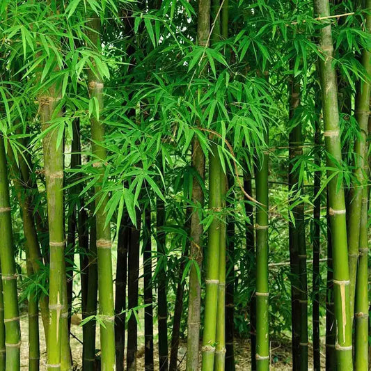 50 Pcs Bamboo Seeds - Grow Exotic Fresh Bamboo Plants