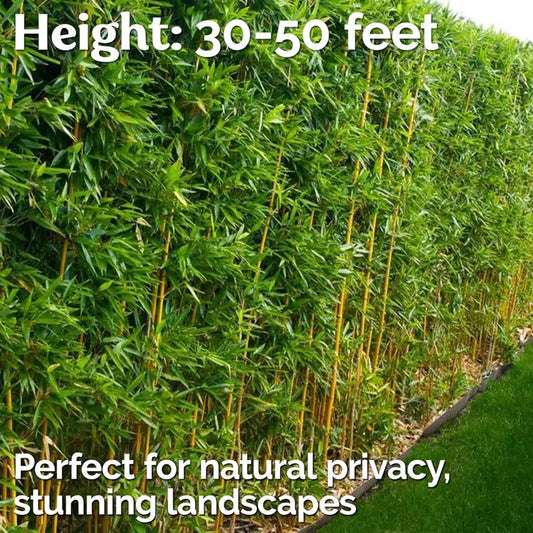 50 PCS Privacy Bamboo Hedge Seeds - Create Stunning Landscapes