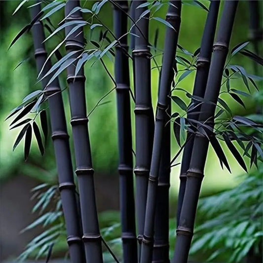 50 Pcs Premium Black Bamboo Seeds