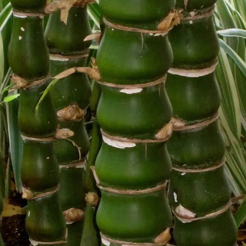 50 PCS Buddha Belly Bamboo Seeds - Create an Oriental Oasis