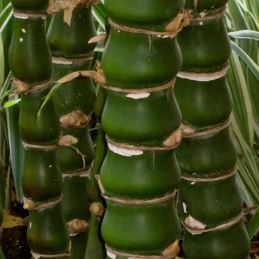 50 PCS Buddha Belly Bamboo Seeds - Create an Oriental Oasis