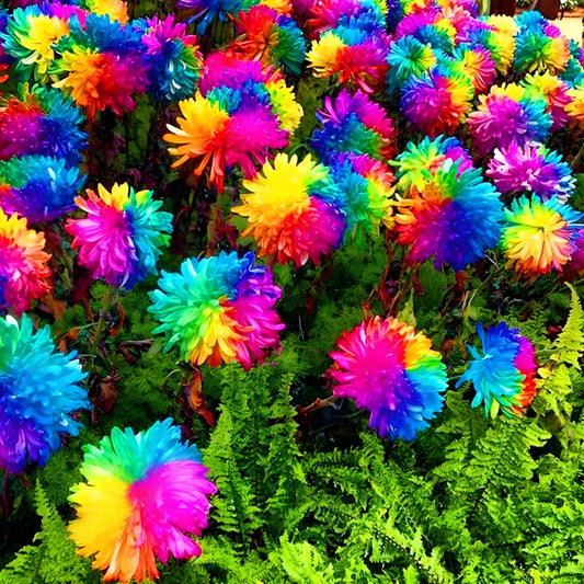 100 PCS Rainbow Tie-Dye Chrysanthemum Aster Seeds