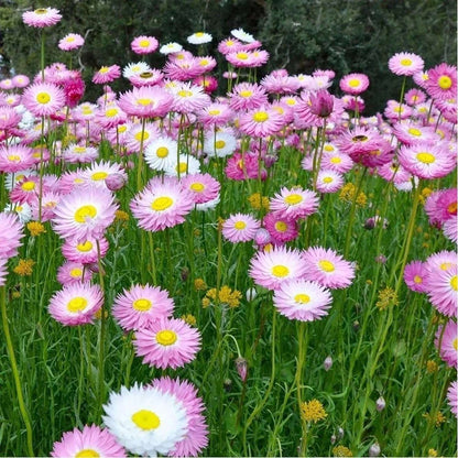100 PCS Mixed Colorful Strawflower Seeds - Bring Vibrant Hues to Your Garden