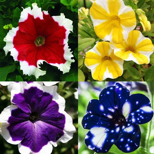 1000PCS Mixedcolor Petunia Flower Seed