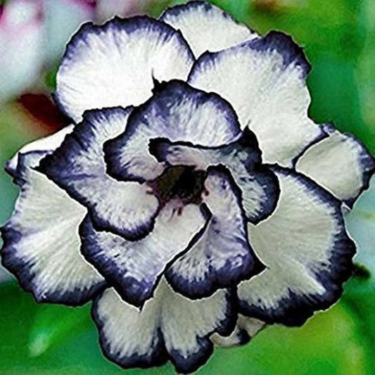 100 PCS Black Desert Rose Seeds
