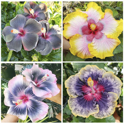 100 PCS Vibrant Pink Hibiscus Seeds, Bringing Tropical Charm to Your Garden
