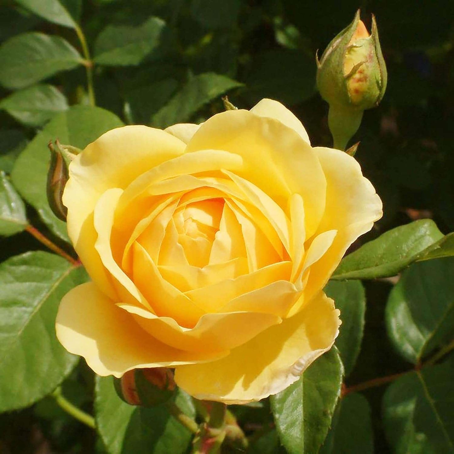 100 PCS Vibrant Yellow Rose