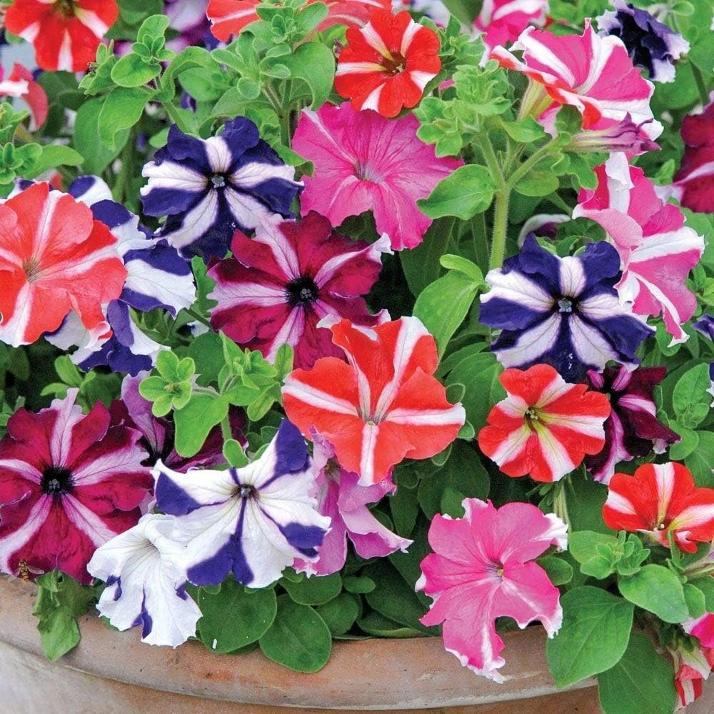 1000 PCS Rainbow Mixcolor Petunia Flower seeds