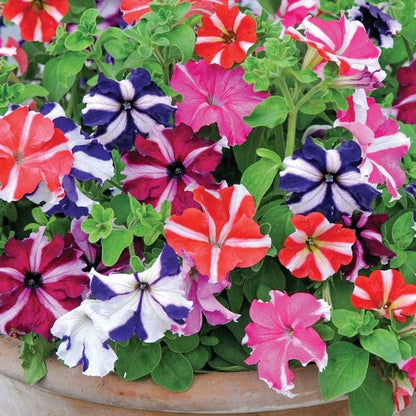 1000 PCS Rainbow Mixcolor Petunia Flower seeds