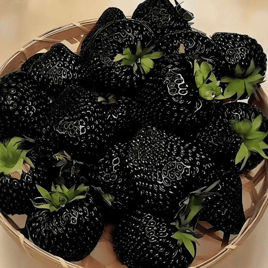 1000 PCS Black Strawberry Seeds - Unique & Rare Fruit Plants for Your Garden(Non GMO)