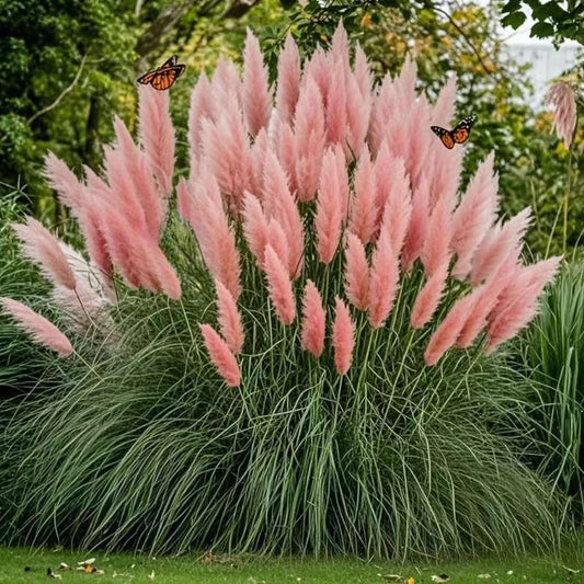 100 PCS Luxurious Pink-Purple Pampas Grass Seeds (Cortaderia selloana) - Drought-Tolerant Showstopper for Modern Landscapes